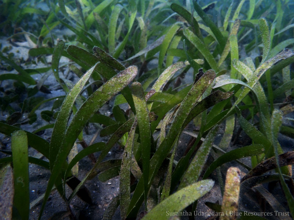 Oceana serrulata (R.Br.) Byng & Christenh.